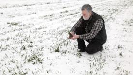 В Ростовской области позитивно оценили состояние озимых